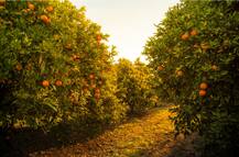 शेतकऱ्यांना मिळणार हवामानावर आधारित फळपीक विमा