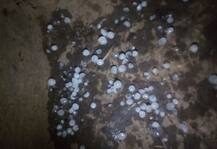 विदर्भ आणि मराठवाड्याला गारपिटीचा फटका, अकोला, जालना, बुलडाण्यात नुकसान