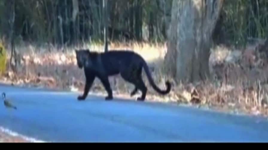 Black leopard seen in the Chandrapur Tadoba forest चंद्रपूरच्या ताडोबा अभयारण्यात काळ्या रंगाच्या बिबट्याचं दर्शन (व्हिडीओ)