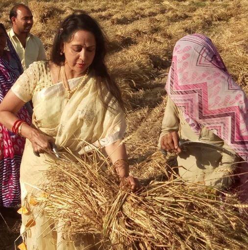  हेमा मालिनी रविवारी प्रचारासाठी मथुरातील गोवर्धन परिसरातील एका शेतात पोहोचल्या होत्या.