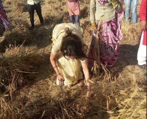  शेतात जाऊन हेमा मालिनी यांनी प्रथम शेतातील गहू कापण्यासाठी शेतकऱ्यांना मदत केली.