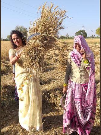 कापलेल्या गव्हाच्या पेंढ्याही हेमा मालिनी यांनी स्वत: उचलून बाजूला ठेवल्या. 