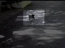 CCTV : अंधेरीतील मरोळ परिसरात शिरलेला बिबट्या जेरबंद, डार्ट मारुन केलं बेशुद्ध