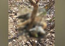 चंद्रपुरातील ताडोबा अभयारण्याच्या कोअर झोनमध्ये वाघिणीची शिकार