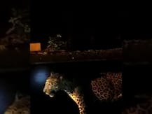 अभयारण्यात जाण्यापेक्षा कसारा घाटात या... भर रस्त्यात बिबट्याचं दर्शन!