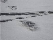 दंतकथेतील हिममानवाच्या पावलांचे ठसे आढळले, भारतीय सैन्याचा दावा