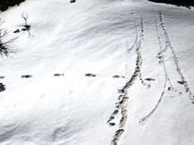 \'यती\' खरंच अस्तित्त्वात आहे? भारतीय सैन्याकडून पायांच्या ठशांचे फोटो ट्वीट