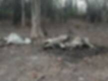 गोरक्षण संस्थेने मृत गायी जंगलात फेकल्या, ग्रामस्थ दुर्गंधीने त्रस्त तर वन्यप्राण्यांना मेलेल्या गायींचे रोग होण्याची भीती