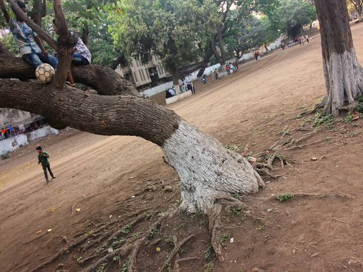 पावसाळ्यात मुंबईकर अडचणीत, वृक्षतोडीची परवानगी नसल्याने विकासकामं रखडणार HC refused to lift stay on Tree authority committee of BMC पावसाळ्यात मुंबईकर अडचणीत, वृक्षतोडीची परवानगी नसल्याने विकासकामं रखडणार