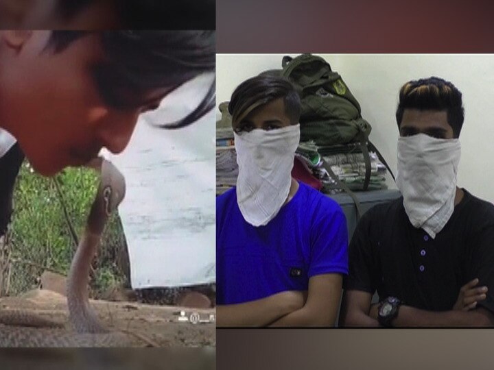 tik tok snake kissing video viral two person detain by forest department  डोंबिवलीत सापांसोबत जीवघेणे टिकटॉक व्हिडीओ, वनविभागाकडून दोन सर्पमित्र ताब्यात