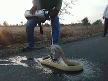 तीव्र उन्हाचा मुक्या प्राण्यांनाही तडाखा, सांगलीत रस्त्यावर पडलेल्या नागाला पोलिसाकडून पाणी, व्हिडीओ व्हायरल