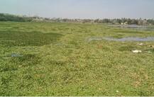 सोलापूरचे फुफ्फुस \'कंबर तलावा\'ला जलपर्णीचा वेढा