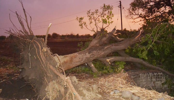 वसमत तालुक्यात रात्री सुसाट्याच्या वाऱ्यासह झालेल्या पाऊसामुळे अनेक ठिकाणी मोठी झाडे उन्मळून पडली. 