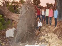 हिंगोलीत पावसाची हजेरी, वसमत तालुक्यात सर्वाधिक नुकसान