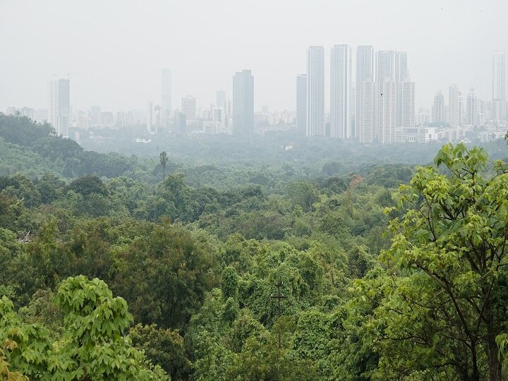 Mumbai High court askes explanation to BMC regarding aarey tree cutting मेट्रो कारशेडसाठी आरेतील वृक्षतोडीचा निर्णय झाला असला तरी काम सुरू करण्याची परवानगी दिलेली नाही, पालिकेची हायकोर्टात माहिती