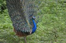 पाऊस पडला, निसर्ग खुलला, ‘मोराचा पिसारा’ फुलला