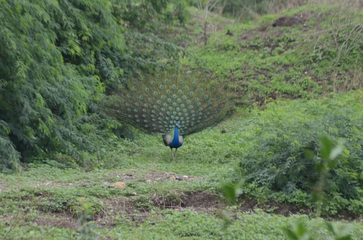 औरंगाबाद शहरात पडलेल्या पावसामुळे हिमायत बागेत हिरवळ पसरलीय. त्याच हिरवळीत मोर पिसारा फुलवून नाचतानाची नयनरम्य दृश्यं पाहायला मिळाली आहे. (फोटो : कय्यूम खान)