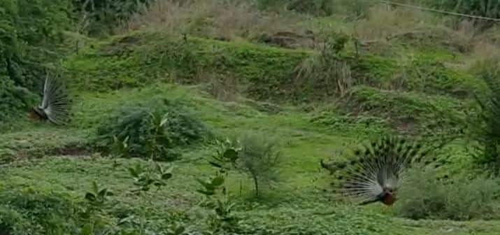 (फोटो : कय्यूम खान)