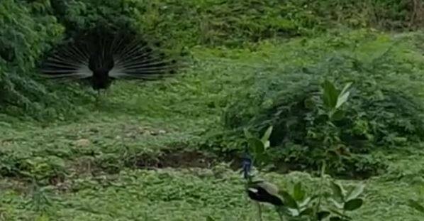 (फोटो : कय्यूम खान)