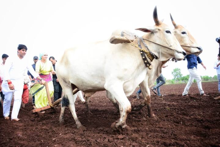 अंजनगवबारी परिसरातील शेतकरी अनेक दिवसांपासून पावसाच्या प्रतीक्षेत होते, त्यामुळे शेतकऱ्यांना यावर्षी चांगलं उत्पन्न व्हावं अशी प्रार्थना यावेळी करण्यात आली.