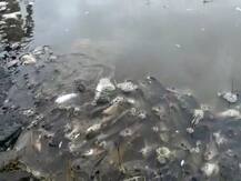 साखर कारखान्यांतील मळी मिश्रीत पाण्यामुळे कृष्णा नदीत मृत माशांचा खच