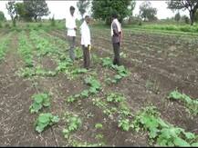 केंद्रीय अर्थसंकल्पात उल्लेख असलेली \'झिरो बजेट शेती\' म्हणजे काय?