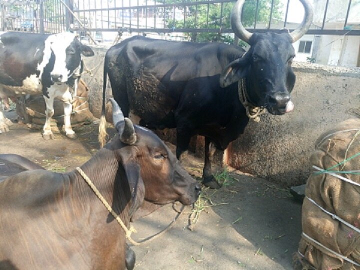 BMC will fine rs 10 thausand by owner on cattle outside temple or road in Mumbai मुंबईत मंदिराबाहेर गायी, गुरे बांधणाऱ्यांवर 10 हजारांचा दंड आकारला जाणार