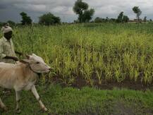 शेतकरी जगवण्यासाठी उत्पादन खर्चाच्या तिप्पट एमएसपी हवा, पंजाब हायकोर्टानं ठणकावलं