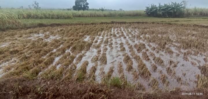 पावसाच्या पाण्याने एकही पीक हाताला येत ऩसल्याने बळीराजा संकटात आहे. 