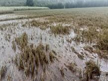 महापुरामुळे महाराष्ट्राच्या चेरापूंजीतील शेती उद्धवस्त