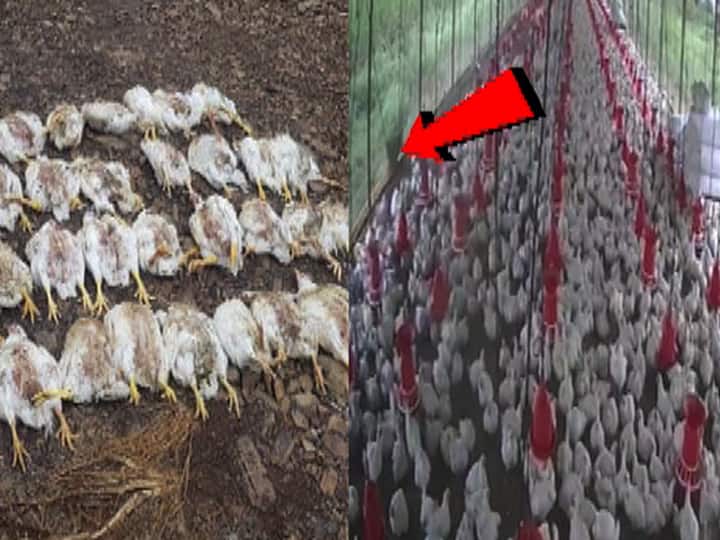Dhule - around 450 chickens dead due to fear of leapord बिबट्याच्या दहशतीने 450 कोंबड्यांचा मृत्यू