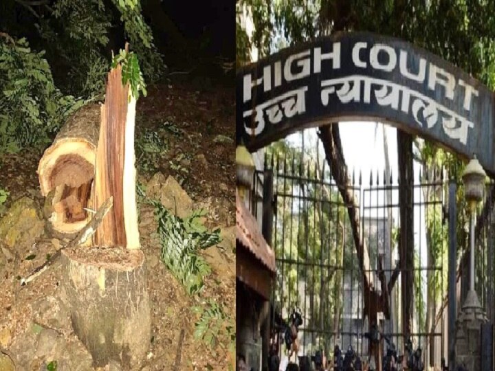 Special HIghCourt bench refused to grant any relief in Aarey tree cutting situation आरेतील वृक्षतोड तातडीनं थांबवणं आता शक्य नाही : उच्च न्यायालय