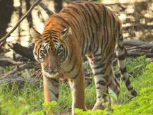 ताडोबा व्याघ्र प्रकल्पातील मीरा वाघिणीचा मृत्यू