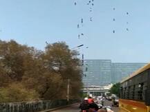 नवी मुंबईत अळ्यांचा उच्छाद, अंगाला खाज आणि लाल डाग, नागरिक त्रस्त