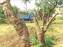 पंतप्रधान मोदींच्या पुण्यातील सभेसाठी एसपी कॉलेज मैदानातील झाडांची कत्तल