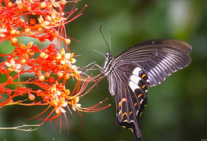 (PHOTO : Pratik More)