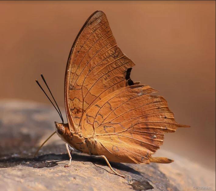 (PHOTO : Pratik More)