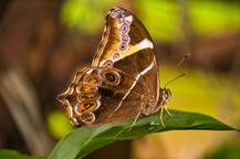 रत्नागिरीतील फुलपाखरांची रंगीबेरंगी दुनिया