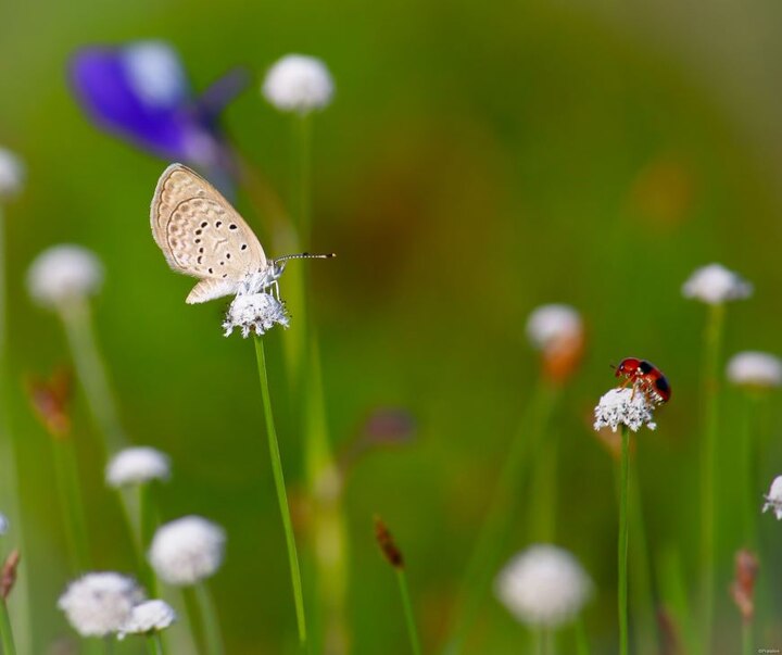 India First Grass Conservatory Opened in Ranikhet Uttarakhand India First Grass Conservatory: भारत का पहला ग्रास कन्सर्वेटरी रानीखेत में खुला, यहां है घास की 90 से ज्यादा प्रजातियां