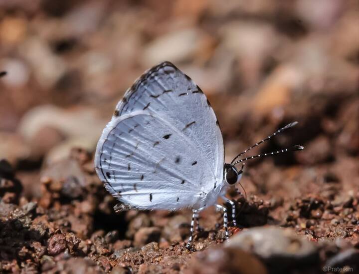 (PHOTO : Pratik More)