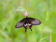 रत्नागिरीतील फुलपाखरांची रंगीबेरंगी दुनिया