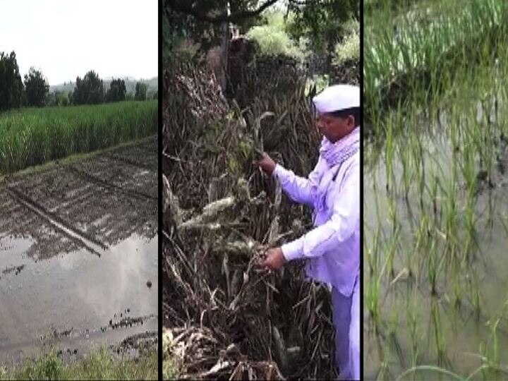 Major loss of crops in lakhs of hectares across the Maharashtra राज्यभरात लाखो हेक्टर क्षेत्रात पिकांचे मोठे नुकसान, शेतकरी हवालदिल, पंचनामे सुरु