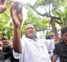 ओल्या दुष्काळाची पाहणी करण्यासाठी शरद पवार बांधावर