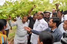 ओल्या दुष्काळाची पाहणी करण्यासाठी शरद पवार बांधावर