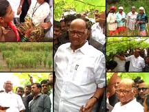 ओल्या दुष्काळाची पाहणी करण्यासाठी शरद पवार बांधावर