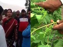 Unseasonal Rain : पंचनामा करताना कृषी अधिकाऱ्यांकडून दुर्लक्ष, नाशिकातील शेतकऱ्यांचा आरोप