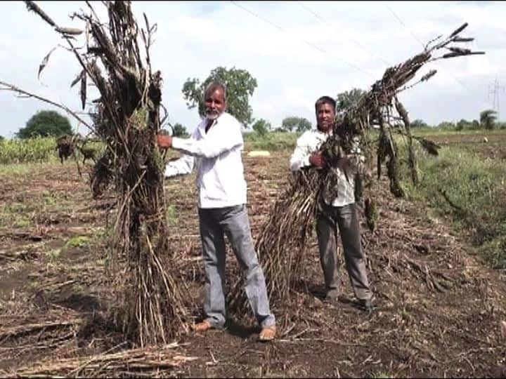 पीक विमा स्वीकारण्यास कंपन्याचा नकार; शेतकऱ्यांसमोर अस्मानी सोबतच सुलतानी संकट insurance company denied crop compensation to farmers in maharashtra पीक विमा स्वीकारण्यास कंपन्याचा नकार; शेतकऱ्यांसमोर अस्मानी सोबतच सुलतानी संकट