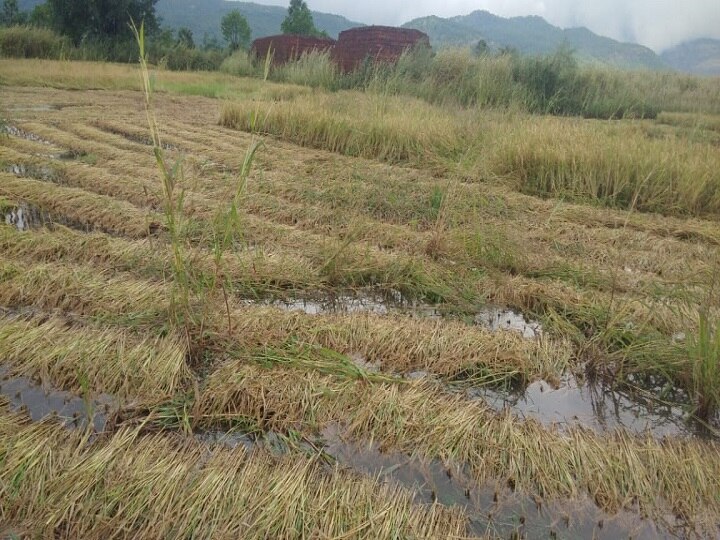 Palghar district receives heavy rainfall, loss of farmers and fishermen in crisis  पालघर जिल्ह्यात पावसाचे थैमान,शेतकऱ्यांचे मोठे नुकसान तर मच्छीमार ही संकटात