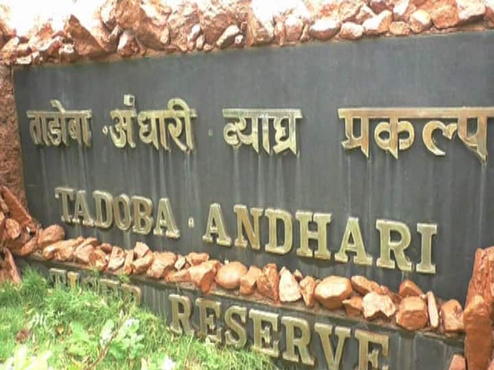 ताडोबातील 'गजराज'च्या हल्ल्यात माहुताचा मृत्यू chandrapur elephant killed mahawat in Tadoba ताडोबातील 'गजराज'च्या हल्ल्यात माहुताचा मृत्यू