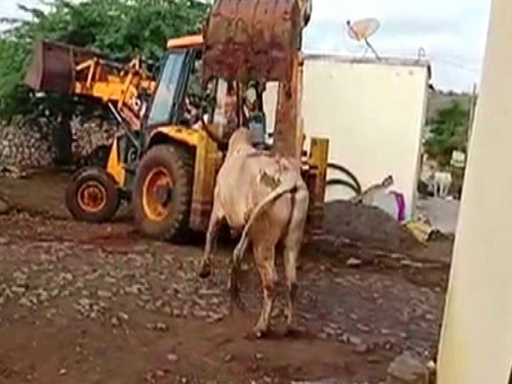 police arrested two persons who killed bull by jcb जेसीबीने बैलाला ठार मारणारे गजाआड; पुरलेला बैल उकरुन केलं शवविच्छेदन